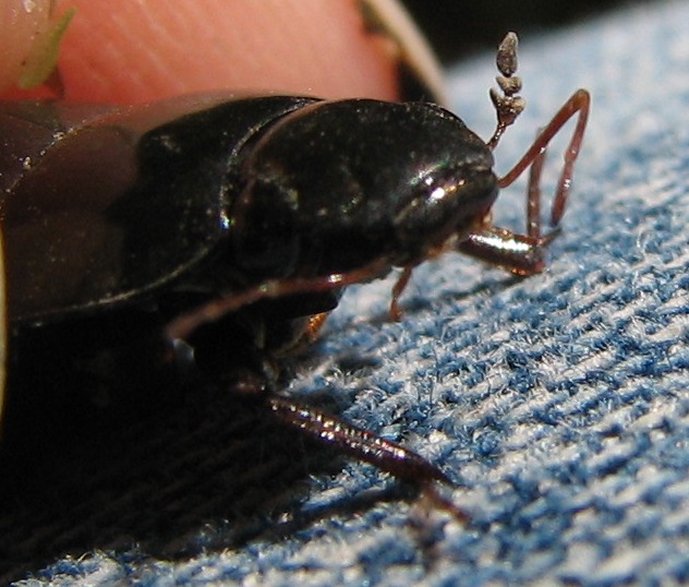 Clubbed antennae of a Hydrophilid beetle. Clubbed antennae of a Hydrophilid beetle. Credit: Betsy Leppo